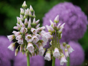 Allium tripedale, kleiner Honiglauch, Garten Tanja Bohlken