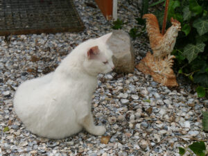 Katze vor dem Eingang zum Reet-Pavillon, Garten Tanja Bohlken