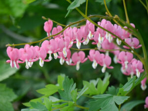 Lamprocapnos spectabilis, Tränendes Herz, Garten Tanja Bohlken