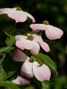 Cornus kousa 'Satomi', Garten Tanja Bohlken