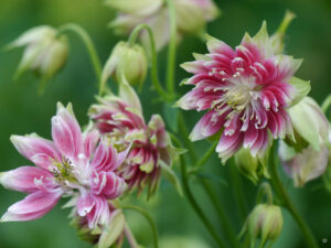 Aquilegia vulgaris var. stellata 'Nora Barlow', Garten Tanja Bohlken