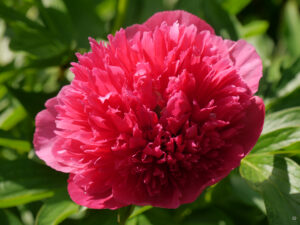 Paeonia lactiflora, rot, Garten Tanja Bohlken