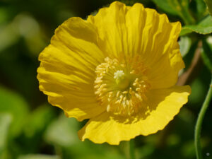 Meconopsis cambrica, Wald-Scheinmohn im Garten Tanja Bohlken