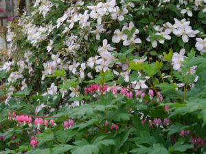 Clematis montana 'Rubens' Garten Tanja Bohlken