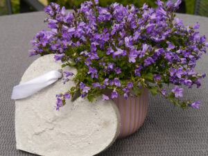 Die gemütlich dekorierte Terrasse im Garten Tanja Bohlken mit Campanula portenschlagiana