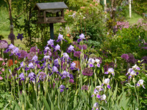 Iris und Allium im Garten Tanja Bohlken