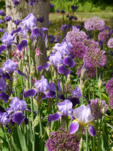 Iris und Allium im Garten Tanja Bohlken