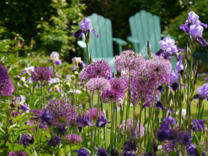 Iris und Allium im Garten Tanja Bohlken