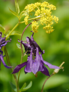 Patrinia scabiosifolia, Goldbaldrian, Aquilegia vulgaris, Tanja Bo