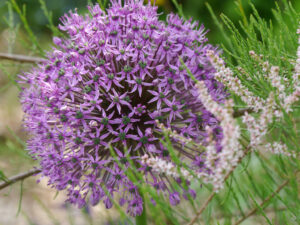 Allium giganteum, Frühlingstamariske, Garten Tanja Bohlken