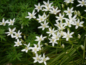 Ornithogalum umbellatum, Doldenmilchstern, Garten Tanja Bohlken