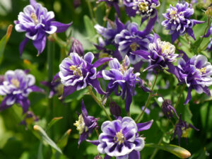 Zweifarbig gefüllte Aquilegia vulgaris im Garten Tanja Bohlken