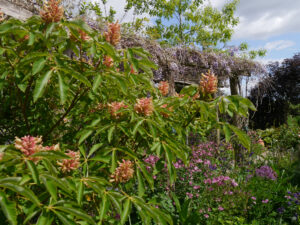 Aesculus pavia 'Koehnei', Zwergkastanie,
Wisteria sinensis, Chinesischer Blauregen, Garten Tanja Bohlken