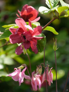 Calycanthus x raulstonii 'Hartlage Wine', mit rosa Aquilegia vulgaris, Garten Tanja Bohlken