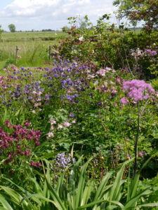 Akeleien und Thalictrum an der Gartengrenze Tanja Bohlkens, mit Blick auf die Weideflächen des Bauernhofs.