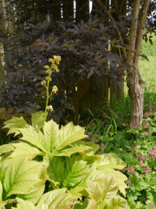 Rodgersia podophylla Hybr., Sambucus nigra 'Black Beauty', Garten Tanja Bohlken