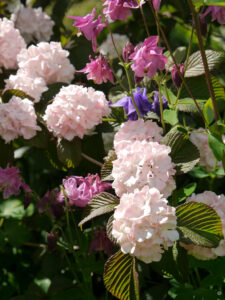 Viburnum plicatum 'Rosace', Etagenschneeball, Garten Tanja Bohlken