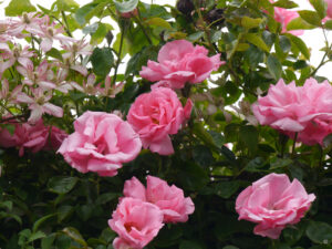 Rosa 'Bantry Bay, Kletterrose, Clematis montana 'Marjorie', Tuinfleur, Rika van Delden