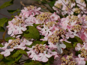 Blühender Viburnum plicatum 'Molly Schroeder' im Teichgarten Tuinfleur, Rika van Deldens.