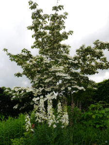 Cornus kousa 'Venus' im Teichgarten von Tuinfleur, Rika van Deldens