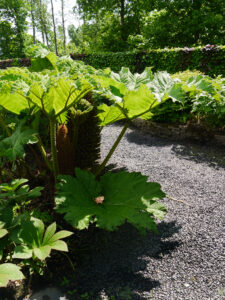 Gunnera im Teichgarten Tuinfleur, Rika van Deldens.