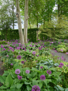 Hostagarten mit Allium 'Purple Sensation', Rika van Delden