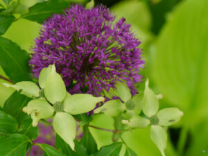 Allium 'Purple Sensation', zwischen Cornus im Teichgarten Rika van Deldens