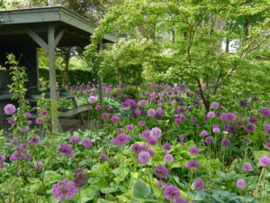 Hostagarten mit Allium 'Purple Sensation', Rika van Delden