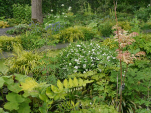 Cynanchum ascyrifolium, die Schwalbenwurz, Polygonatum und Corydalis, Rika van Delden