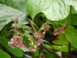 Podophyllum sp. China, Rika van Delden