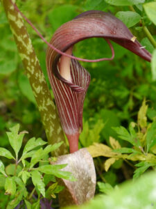 Arisaema taiwanense, Rika van Delden