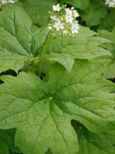 Diphylleia grayi, Skelettblume, Rika van Delden