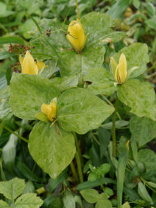 Trillium luteum, Rika van Delden