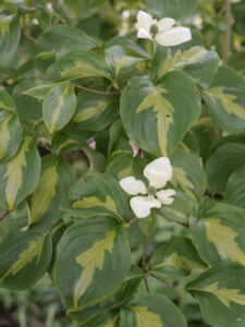 Cornus kousa 'Gold Star', Rika van Delden