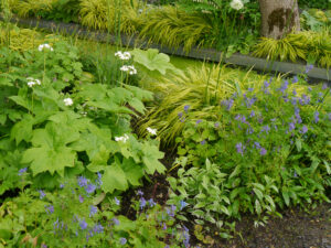 Diphylleia  grayi, Skelettblume, blaue Corydalis, im Wassergrabengarten von Rika van Delden.