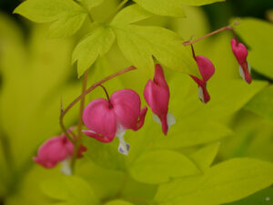 Lamprocapnos spectabilis 'Goldheart', Tränendes Herz, Rika van Delden