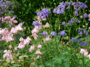 Aquilegia vulgaris im Mäandergarten von Rika van Deldens