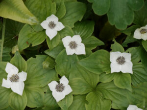 Cornus canadensis, Teppichhartriegel, Rika van Delden