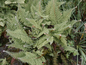 Polystichum setiferum 'Herrenhausen', Rika van Delden