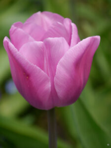 Tulipa 'Alibi', Triumph-Tulpe, Hermannshof  Weinheim