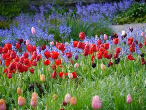 Die Tulpenblüte im Hermannshof