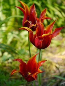 Tulipa 'Queen of Sheba', Lilienblütige Tulpe, Hermannshof  Weinheim