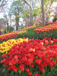 Das Tulpenfestival im April im Emirgan Stadtpark von Istanbul.