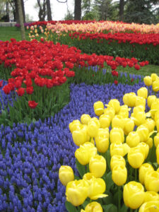 Das Tulpenfestival im April im Emirgan Stadtpark von Istanbul.