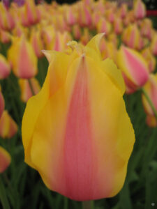 Das Tulpenfestival im April im Emirgan Stadtpark von Istanbul.