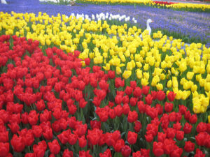 Das Tulpenfestival im April im Emirgan Stadtpark von Istanbul.