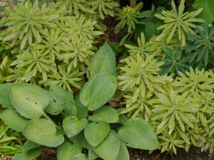 Euphorbia characias 'Emmer Green', Mittelmeer-Wolfsmilch, Garten Hildegard Rave