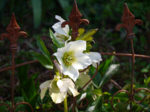 Ausgepflanzte Helleborus niger im linken Seitenbeet in Wurzerlsgarten