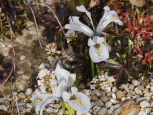 Zwerg-Iris im Steingarten von Wurzerlsgarten