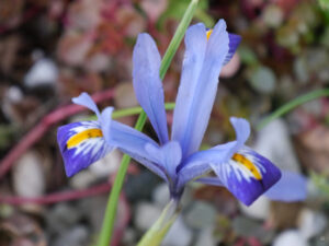 Zwerg-Iris im Steingarten von Wurzerlsgarten